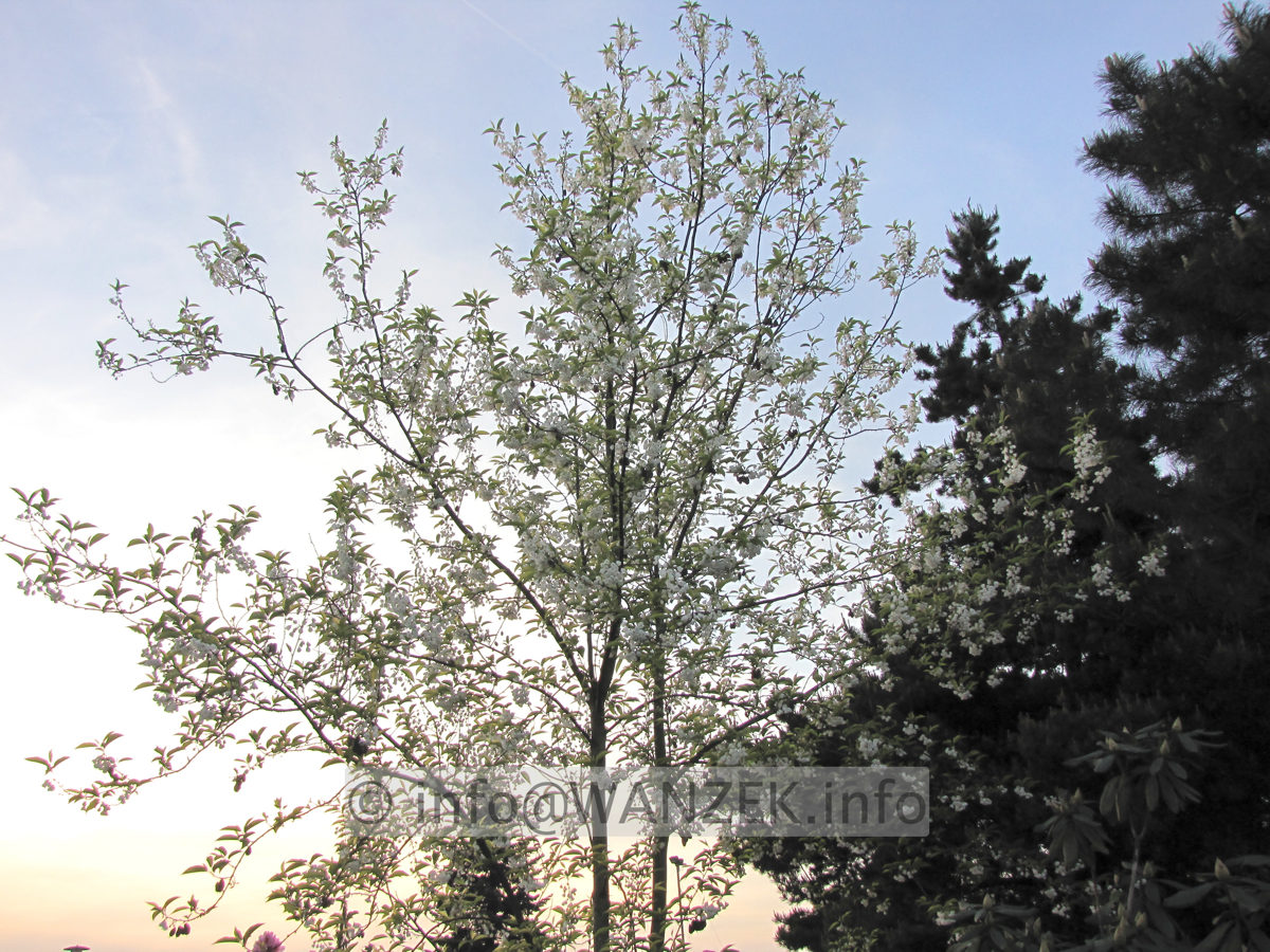 Halesia monticola - Sol in Bluete5.JPG